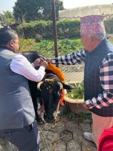 राष्ट्रपति पौडेलद्वारा गाई पूजा       